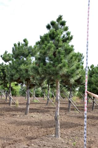 Pinus nigra ssp. nigra │ kmínek 200+ cm